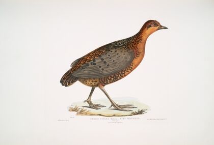 Eyed Partridge, Perdix oculea. Natural size. Bengal.