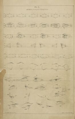 Eyes – principles of proportion