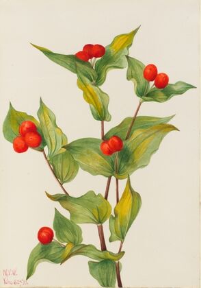 Fairy-bells (Disporum hookeri) (1933)