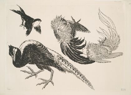 Faisans, oiseaux (1866)