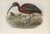 Falcinellus igneus. Glossy Ibis. (1862-1873)