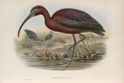 Falcinellus igneus. Glossy Ibis. (1862-1873)