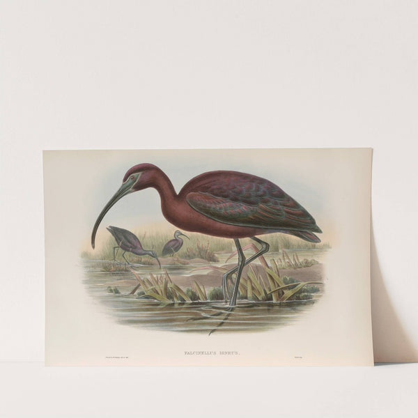 Falcinellus igneus. Glossy Ibis. (1862-1873) by John Gould