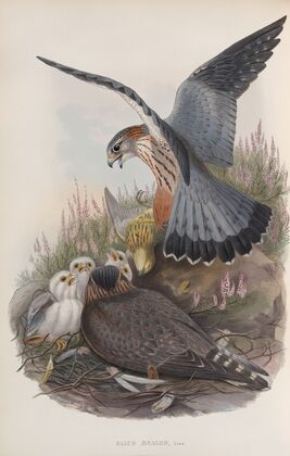 Falco æsalon. Merlin. (1862-1873)