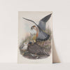 Falco æsalon. Merlin. (1862-1873) by John Gould