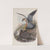 Falco æsalon. Merlin. (1862-1873) by John Gould