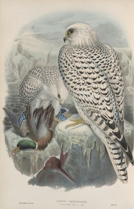 Falco candicans. Greenland Falcon, dark race, adult. (1862-1873)