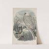 Falco candicans. Greenland Falcon, dark race, adult. (1862-1873) by John Gould