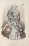 Falco candicans. Greenland Falcon, dark race, young. (1862-1873)