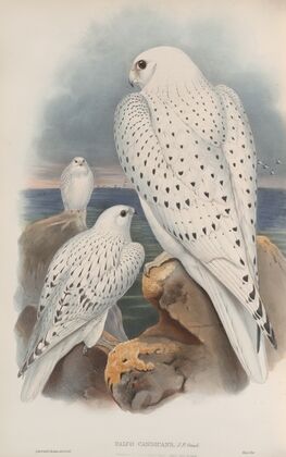 Falco candicans. Greenland Falcon, light race, adult and young. (1862-1873)