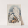 Falco candicans. Greenland Falcon, light race, adult and young. (1862-1873) by John Gould