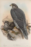 Falco gyrfalco. Norwegian Falcon, adult and young. (1862-1873)
