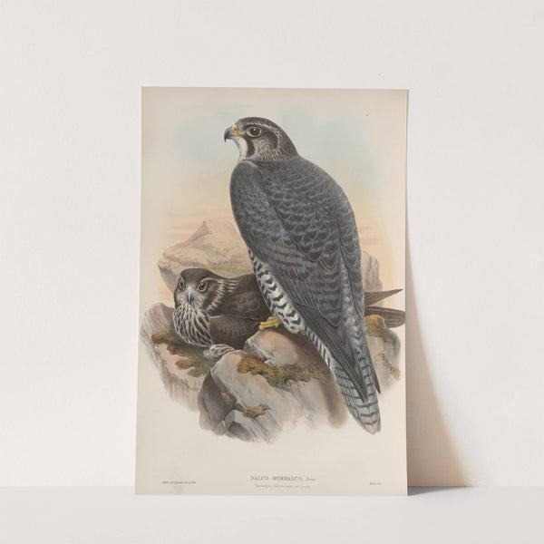 Falco gyrfalco. Norwegian Falcon, adult and young. (1862-1873) by John Gould