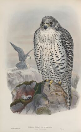 Falco islandus. Iceland Falcon, adult. (1862-1873)