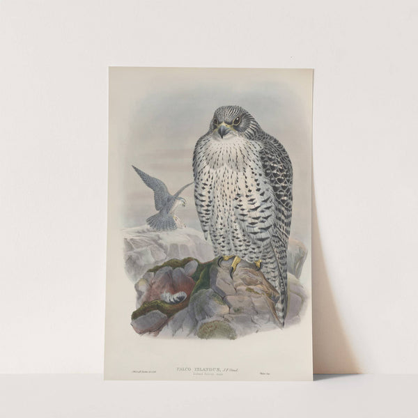Falco islandus. Iceland Falcon, adult. (1862-1873) by John Gould