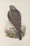Falco islandus. Iceland Falcon, young. (1862-1873)
