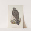 Falco islandus. Iceland Falcon, young. (1862-1873) by John Gould