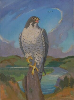Falco Peregrinus (1961)