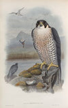 Falco peregrinus. Peregrine Falcon. (1862-1873)