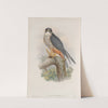 Falco subbuteo. Hobby. (1862-1873) by John Gould