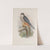 Falco subbuteo. Hobby. (1862-1873) by John Gould