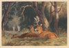 Fallow Deer (1836)