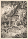 Fallow Deer (1822)