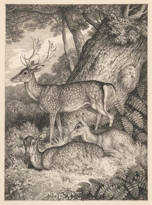 Fallow Deer (1822)