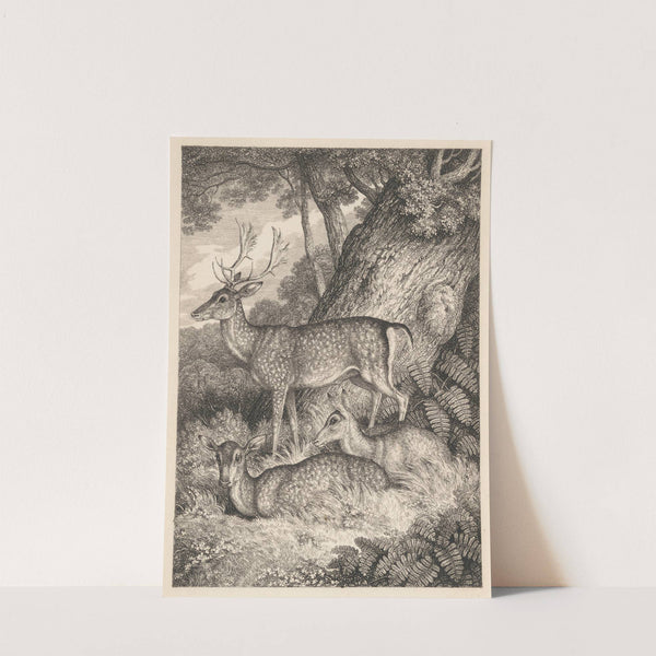 Fallow Deer (1822) by Samuel Howitt