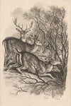 Fallow Deer, Biting their Way through a Quick Fence in the Snow (1819)
