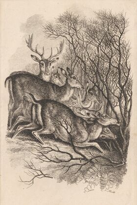 Fallow Deer, Biting their Way through a Quick Fence in the Snow (1819)
