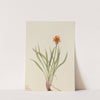 False Dandelion (Agoseris aurantiaca) (1921) by Mary Vaux Walcott