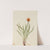 False Dandelion (Agoseris aurantiaca) (1921) by Mary Vaux Walcott