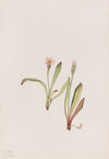 Tarflower. (Befaria racemosa)