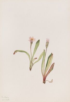 Tarflower. (Befaria racemosa)