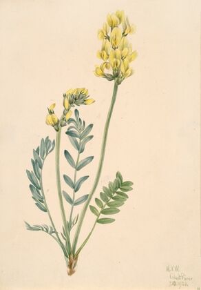 American Pasqueflower (Pulsatilla ludoviciana) (1920)