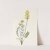 False Locoweed. (Oxytropis gracilis) (1925) by Mary Vaux Walcott