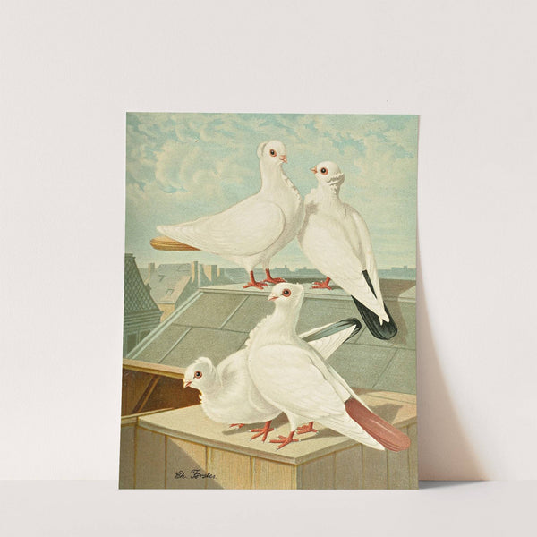 Farbenchwänzige Deutsche Mövchen by Gustav Prütz