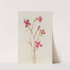 Farewell to Spring (Godetia amoena lilja) (ca. 1930s) by Mary Vaux Walcott