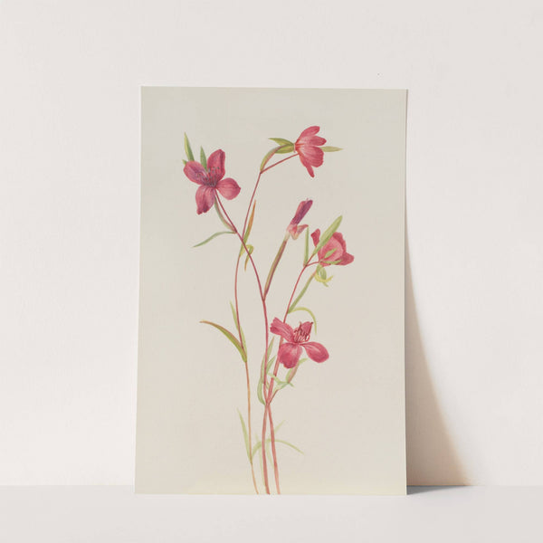 Farewell to Spring (Godetia amoena lilja) (ca. 1930s) by Mary Vaux Walcott