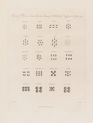 Farina of Flowers as observed by the Microscope (1799–1810)