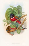 Fasciated Trogon