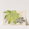Fatsia japonica aureo-reticulata by Charles Antoine Lemaire
