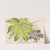 Fatsia japonica aureo-reticulata by Charles Antoine Lemaire