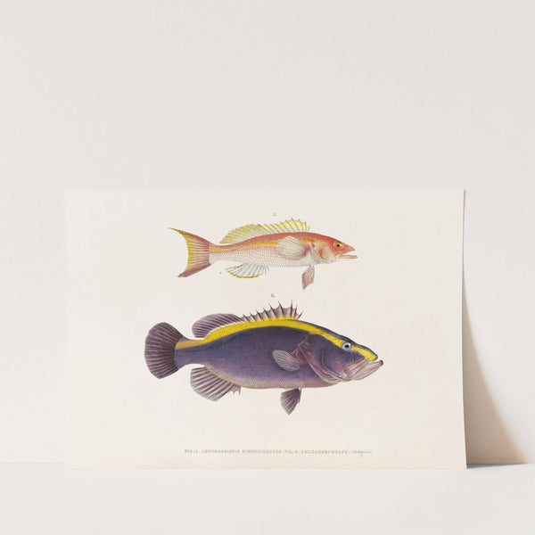 Fauna japonica Pl.008 by Philipp Franz Balthasar von Siebold