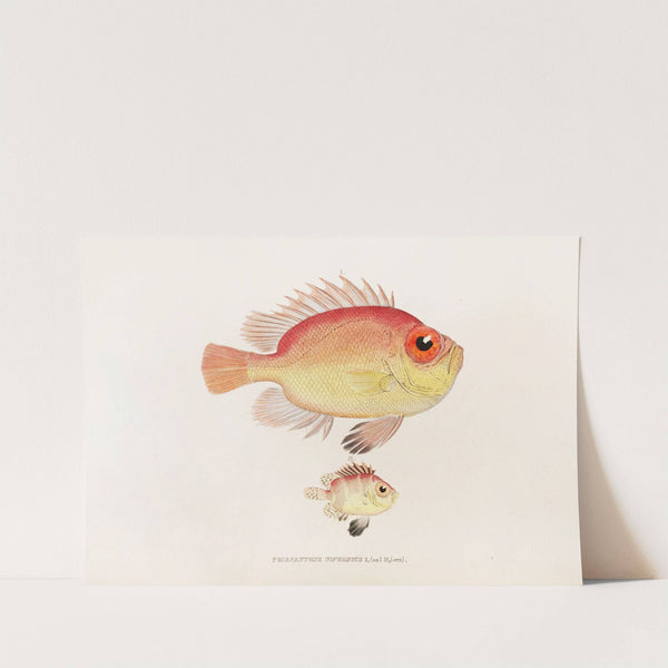 Fauna japonica Pl.011 by Philipp Franz Balthasar von Siebold