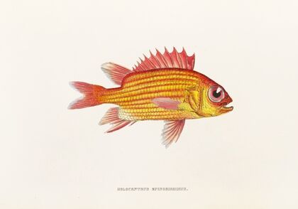 Fauna japonica Pl.013