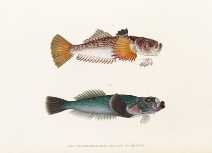 Fauna japonica Pl.014