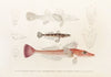 Fauna japonica Pl.027