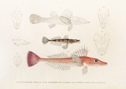 Fauna japonica Pl.027